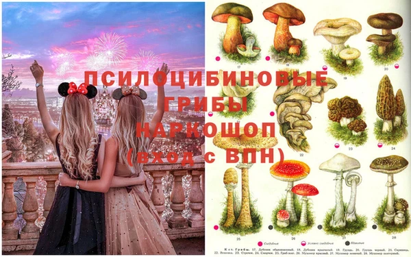шишки Беломорск
